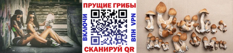 Купить где  Спас-Деменск  Галлюциногенные грибы GOLDEN TEACHER 